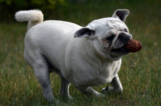 Dog should play a lot